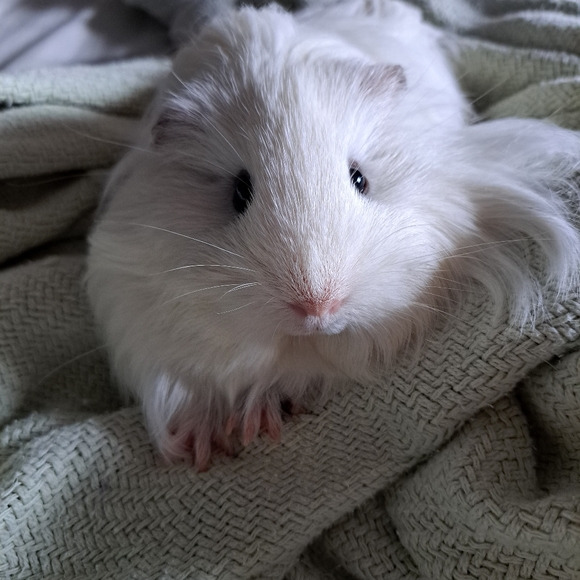 Meet your Posher, Chloe - Picture 7 of 14